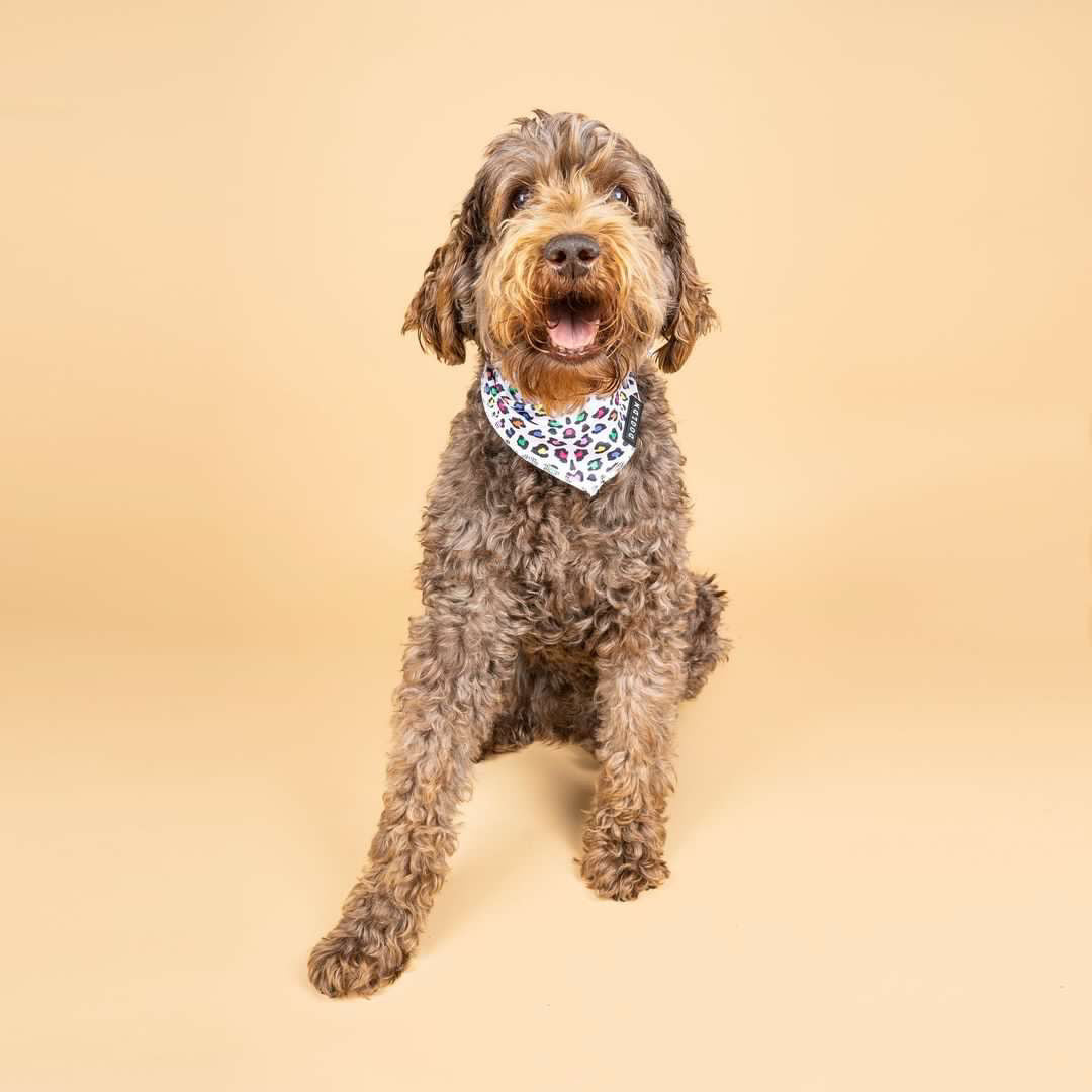Cooling Bandana - Panthera Uncia