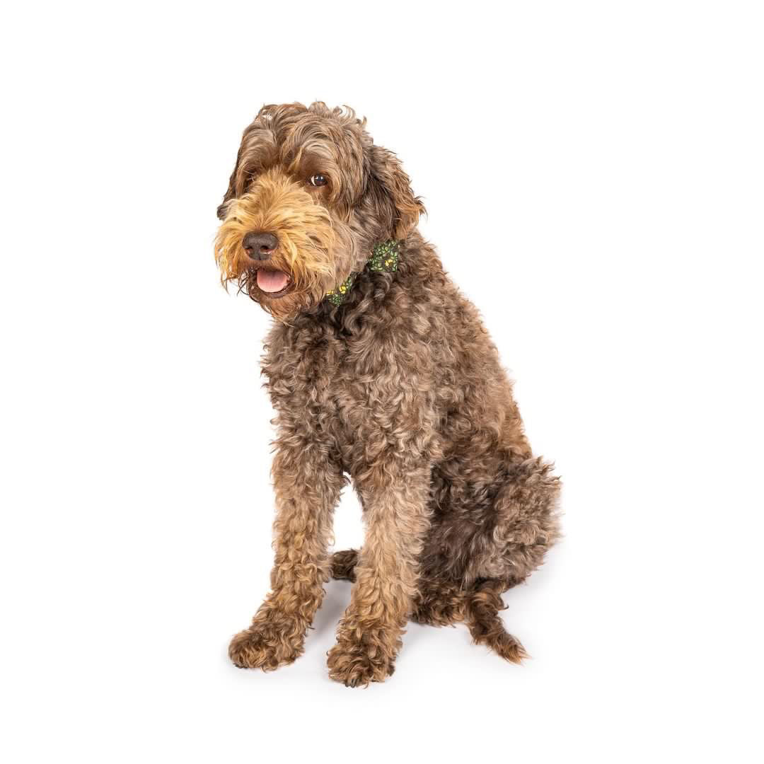 Eunectes Murinus Collar & Bow