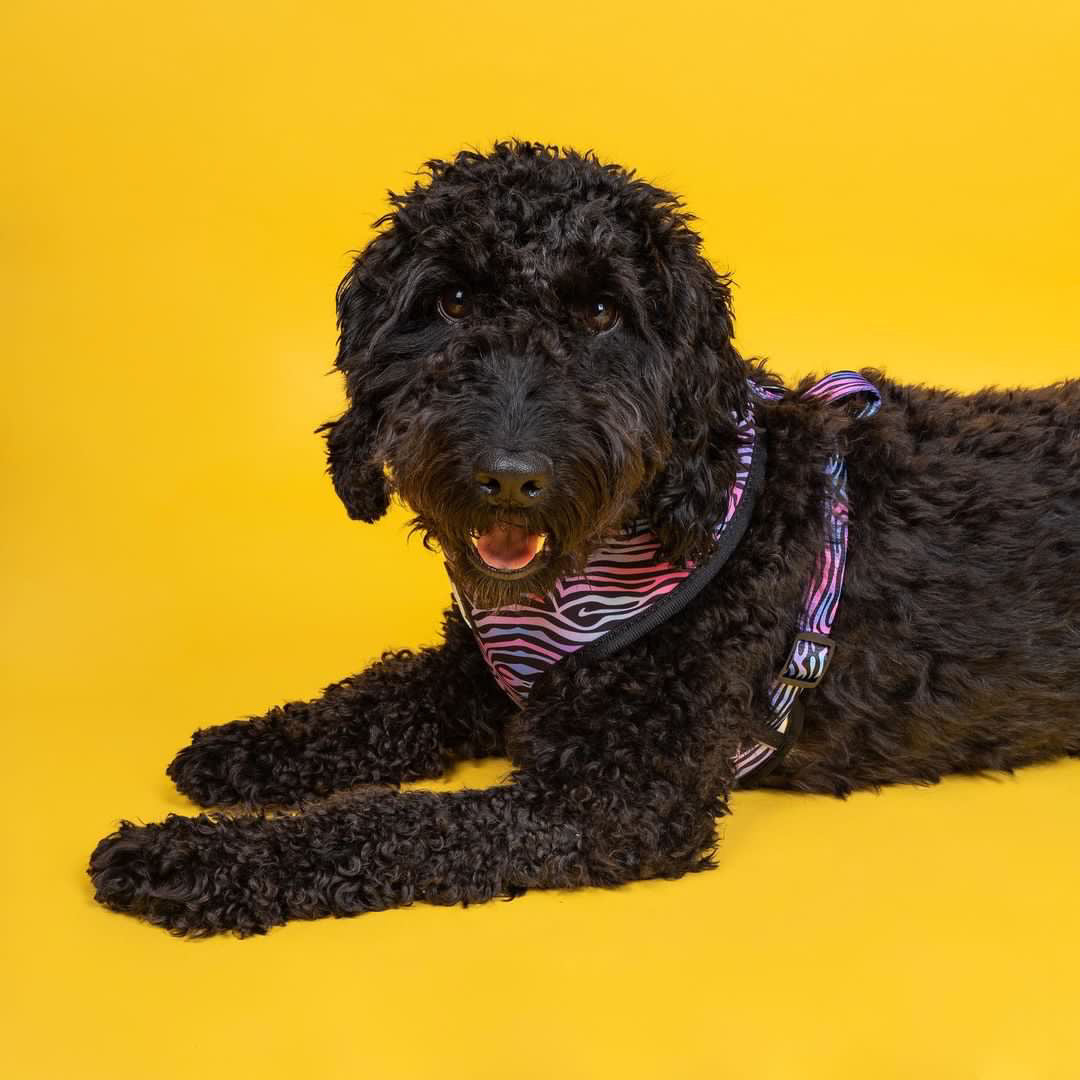 Shibori Tigris Reversible Dog Harness