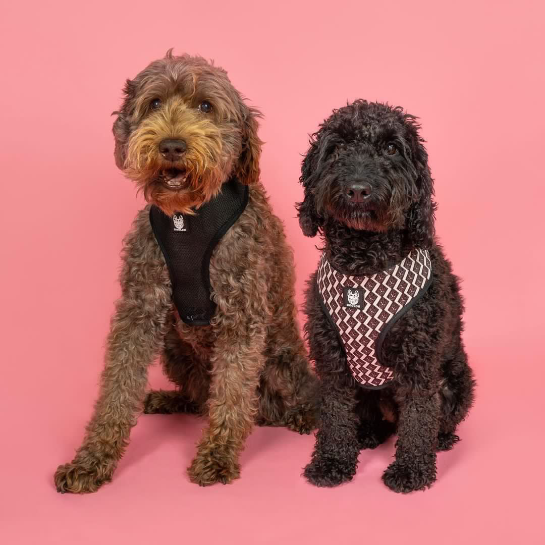 OG Reversible Harness