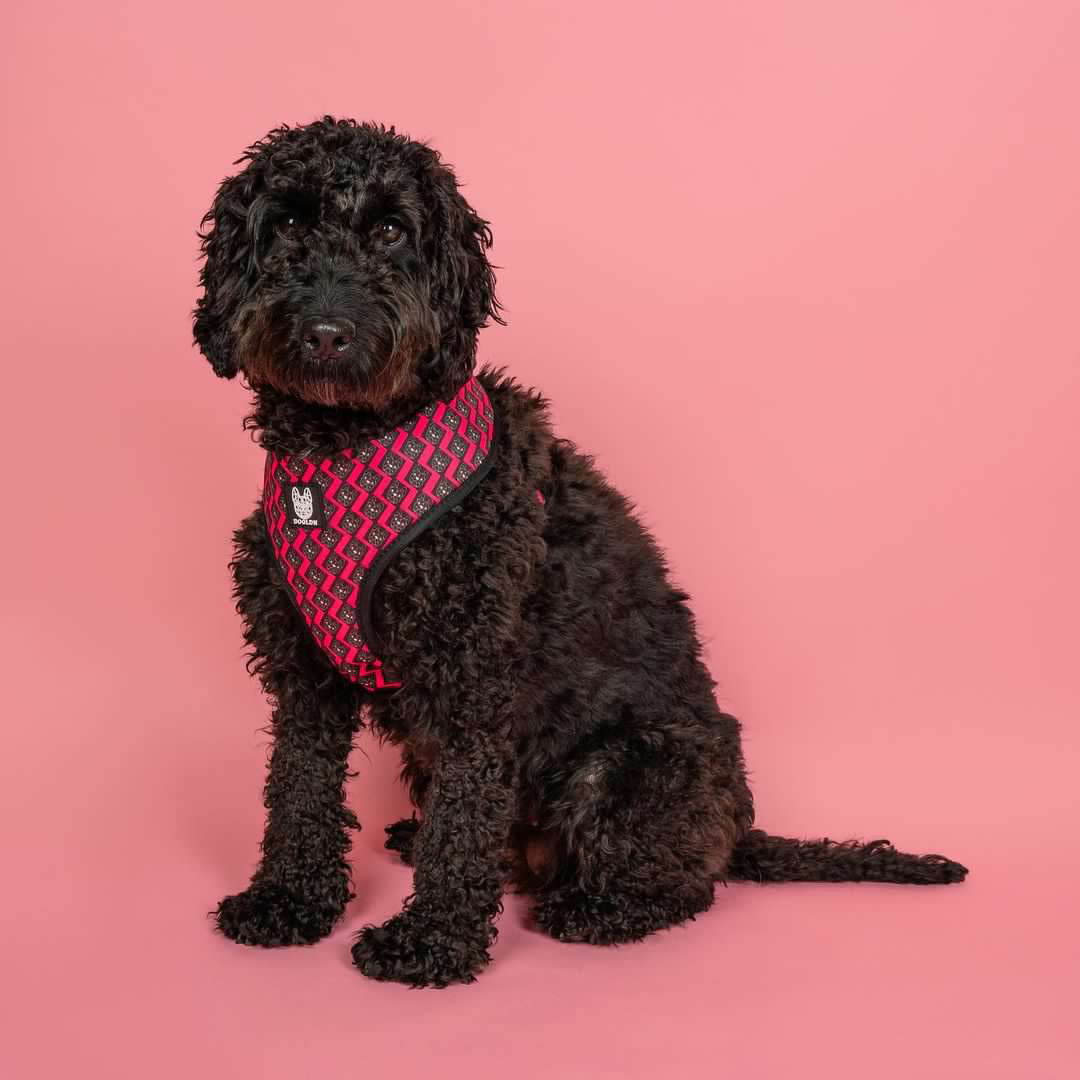 OG Bloom Reversible Dog Harness