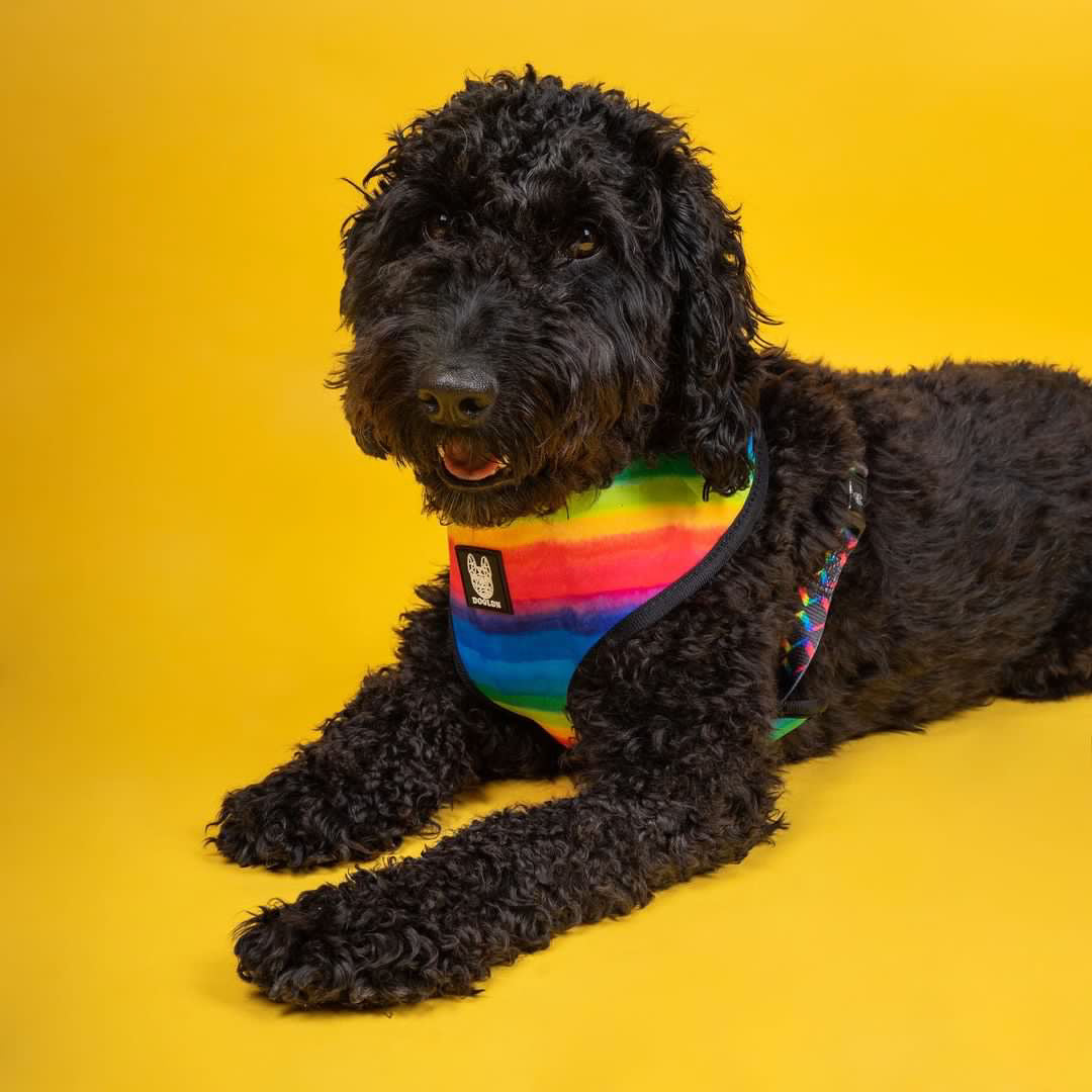 The OG Prism Reversible Dog Harness