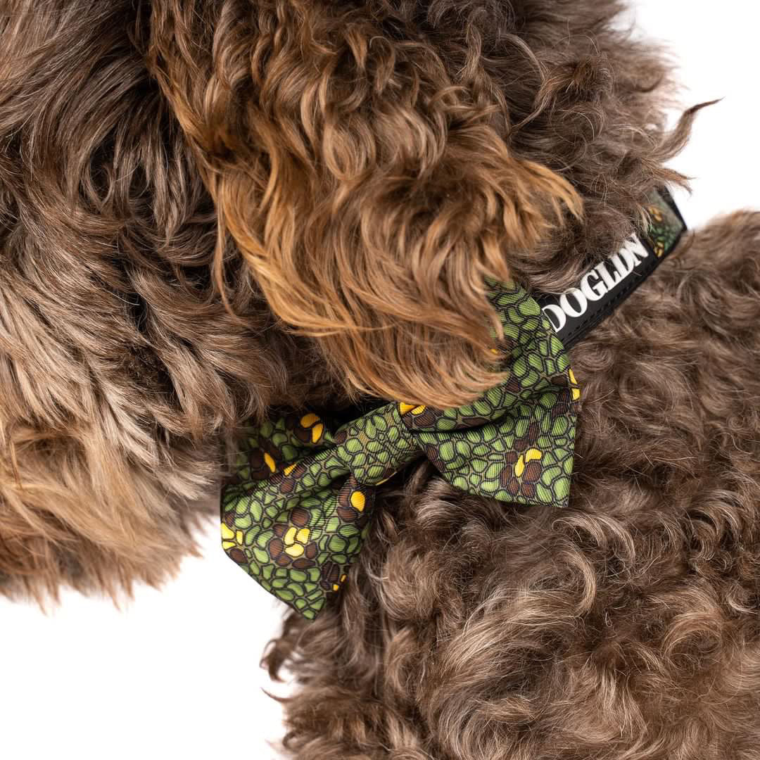 Eunectes Murinus Collar & Bow