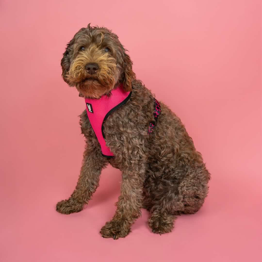 OG Bloom Reversible Dog Harness