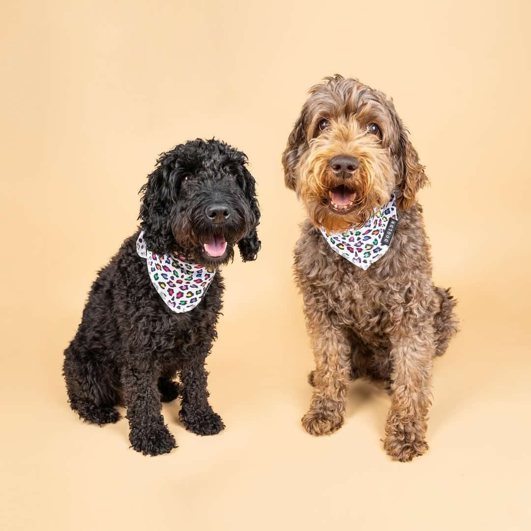 Cooling Bandana - Panthera Uncia