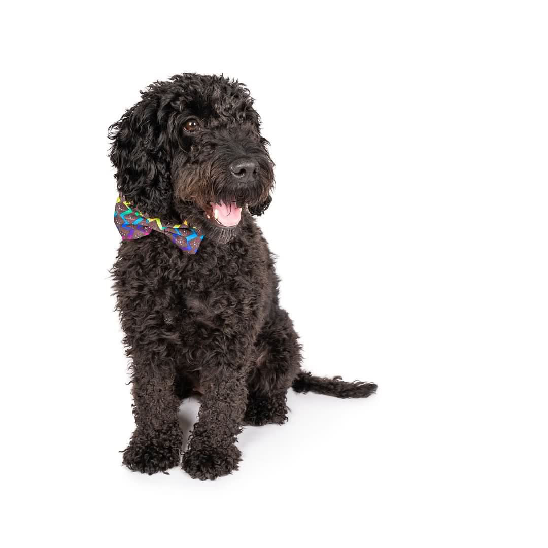 OG Prism Collar & Bow