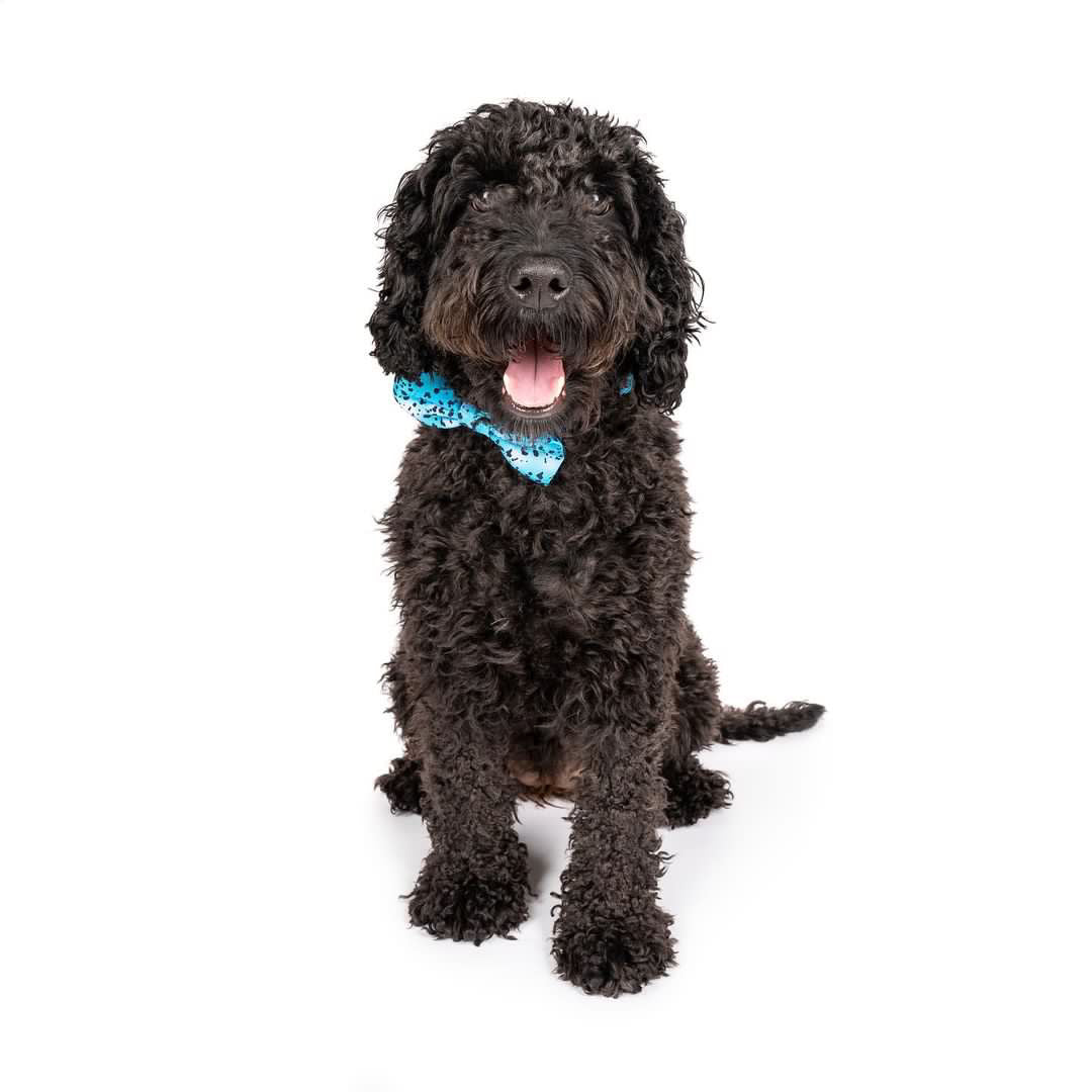 Liberty Collar & Bow
