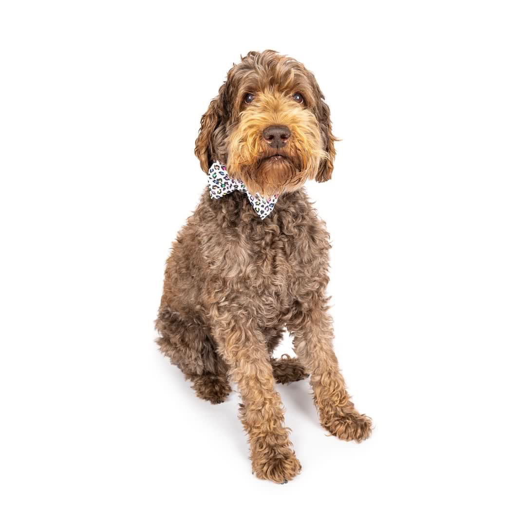 Panthera Uncia Collar & Bow