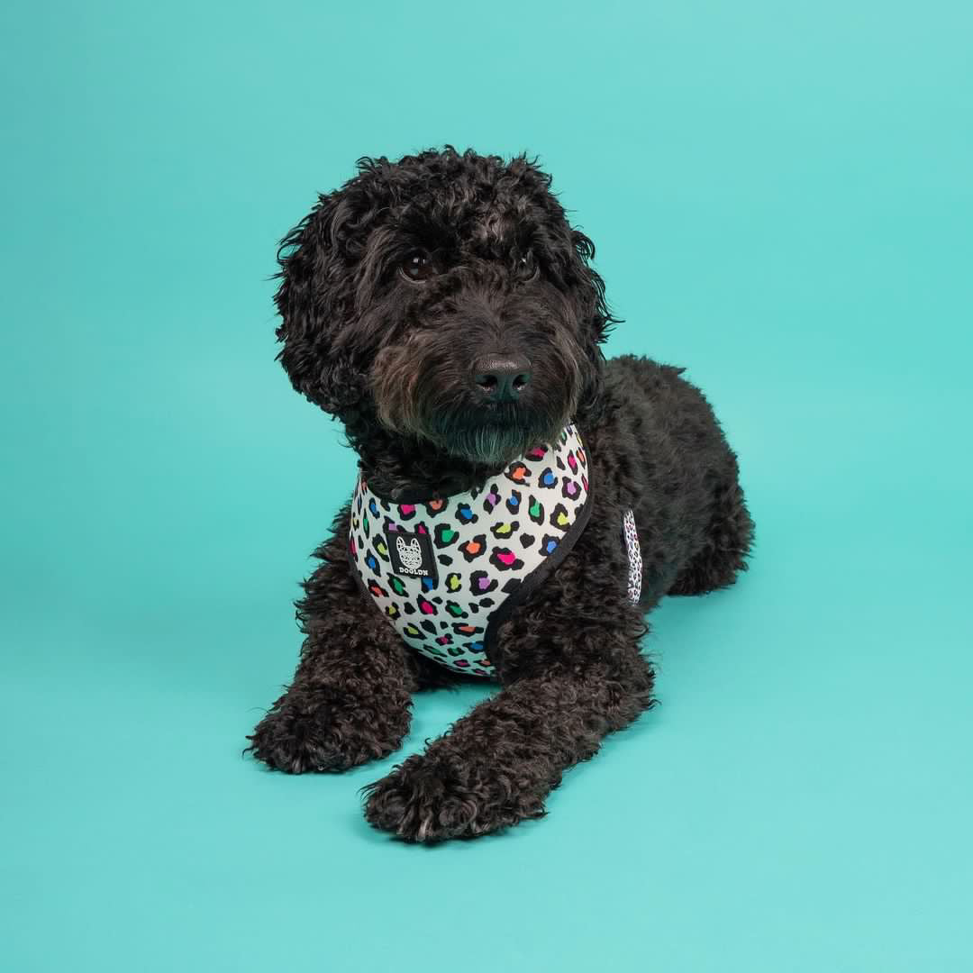 Panthera Uncia Reversible Dog Harness