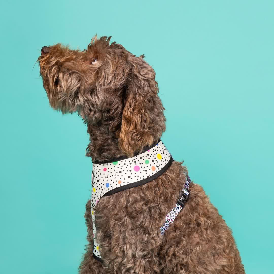 Panthera Uncia Reversible Dog Harness