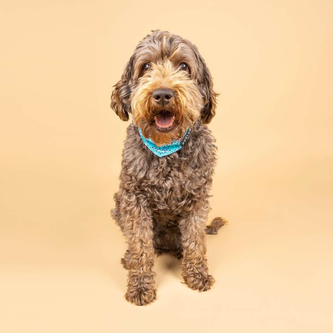 Cooling Bandana - Liberty