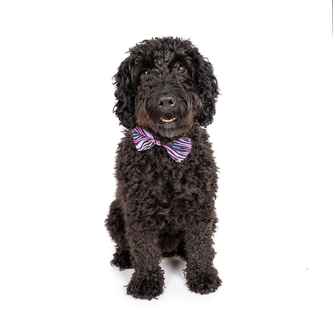 Shibori Tigris Collar & Bow