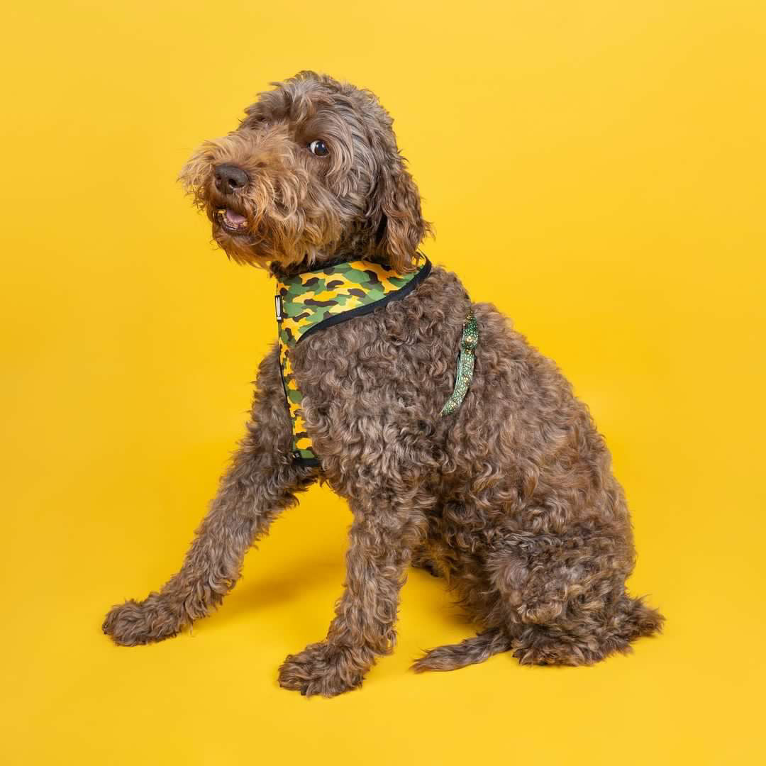 Eunectes Murinus Reversible Dog Harness