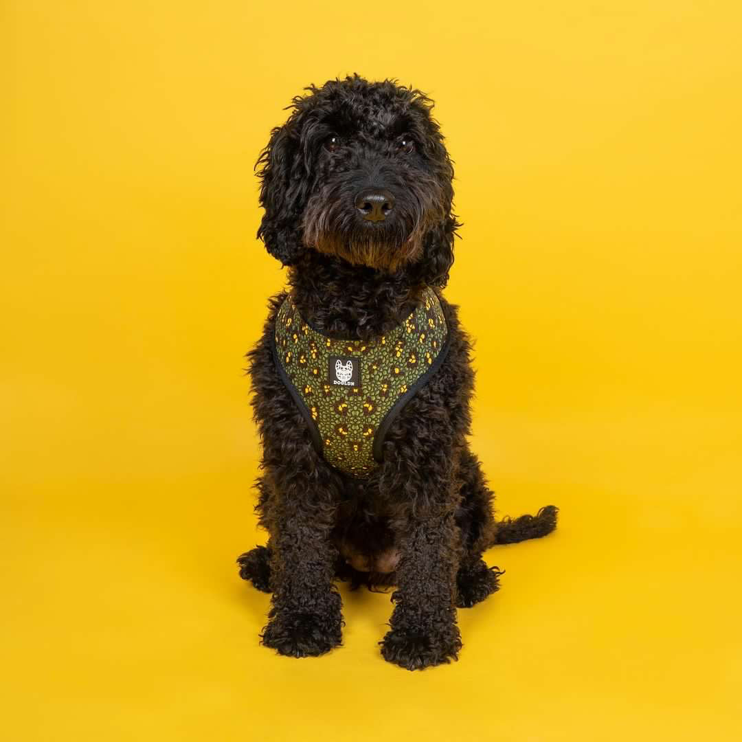 Eunectes Murinus Adjustable Harness