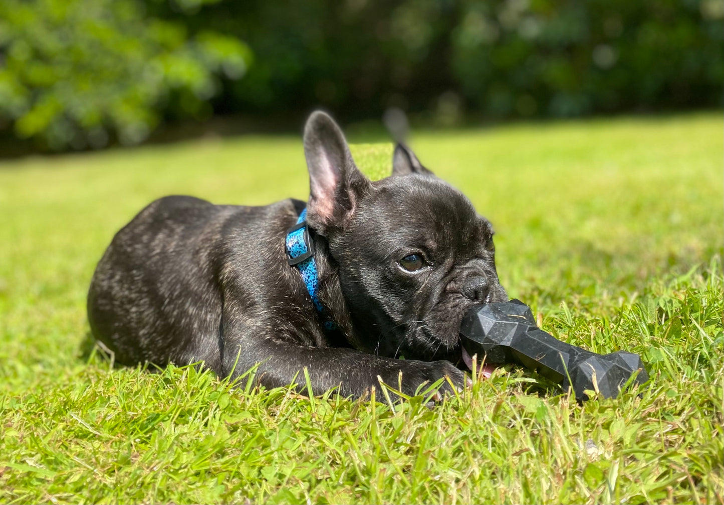BAD2DABONE - Dog Bone Toy