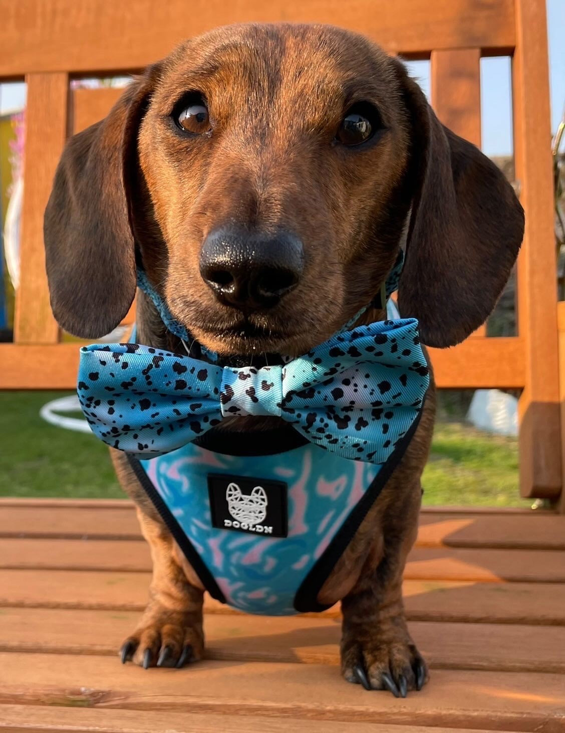 Liberty Reversible Dog Harness