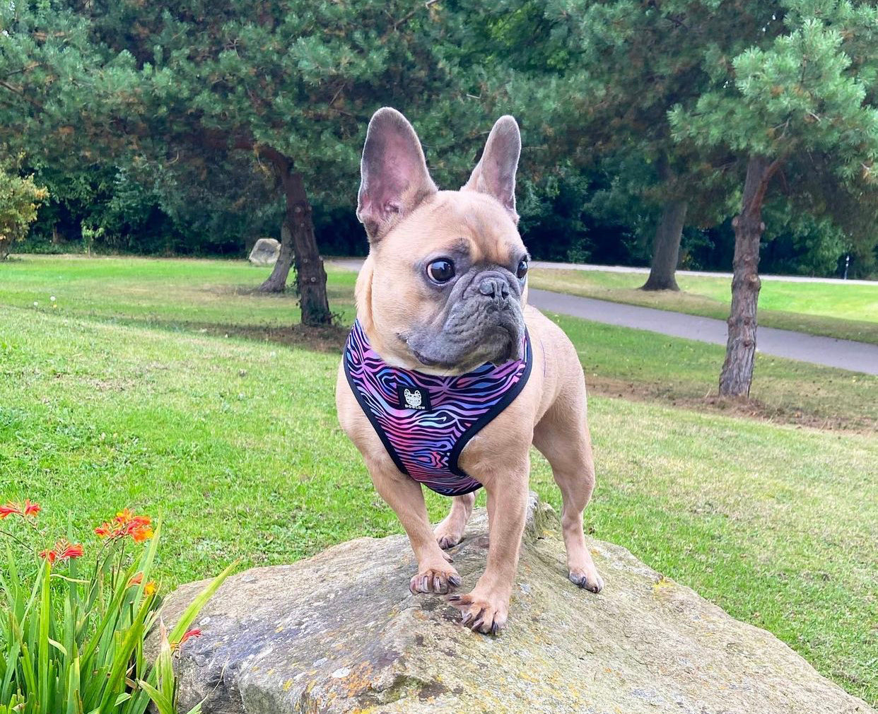 Shibori Tigris Reversible Dog Harness