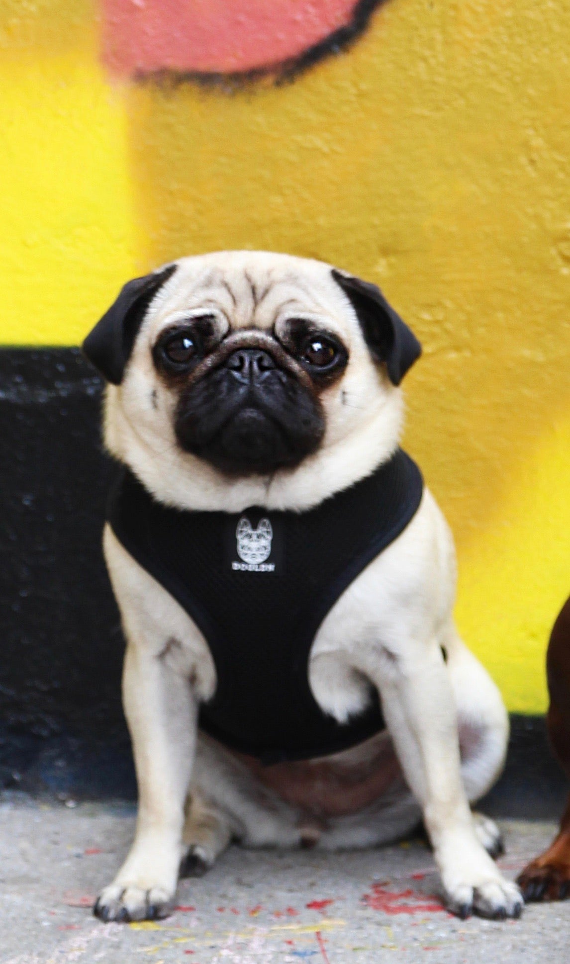 OG Reversible Harness