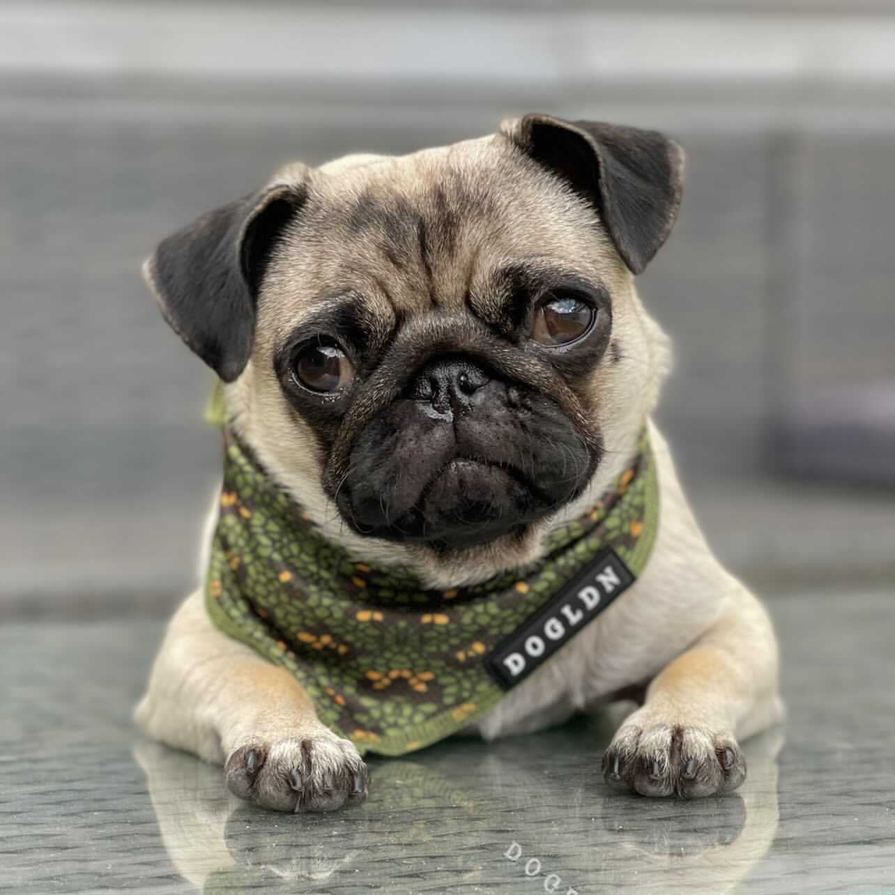 Cooling Bandana - Eunectes Murinus