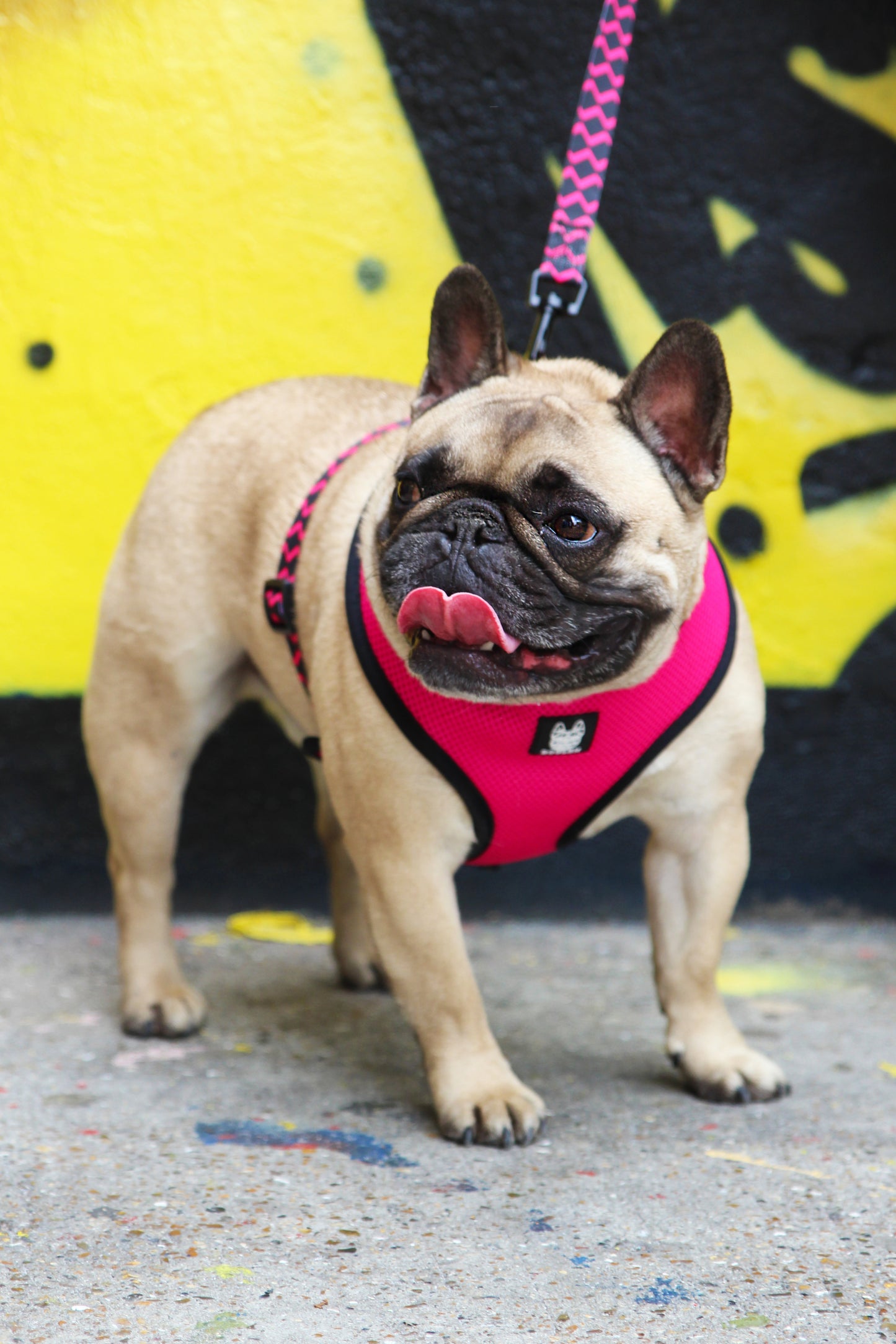 OG Bloom Reversible Dog Harness