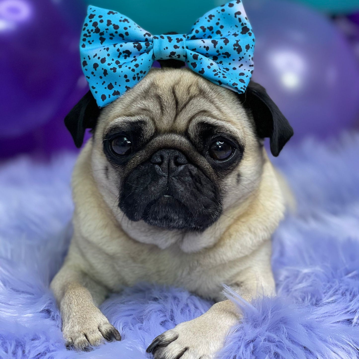 Liberty Collar & Bow