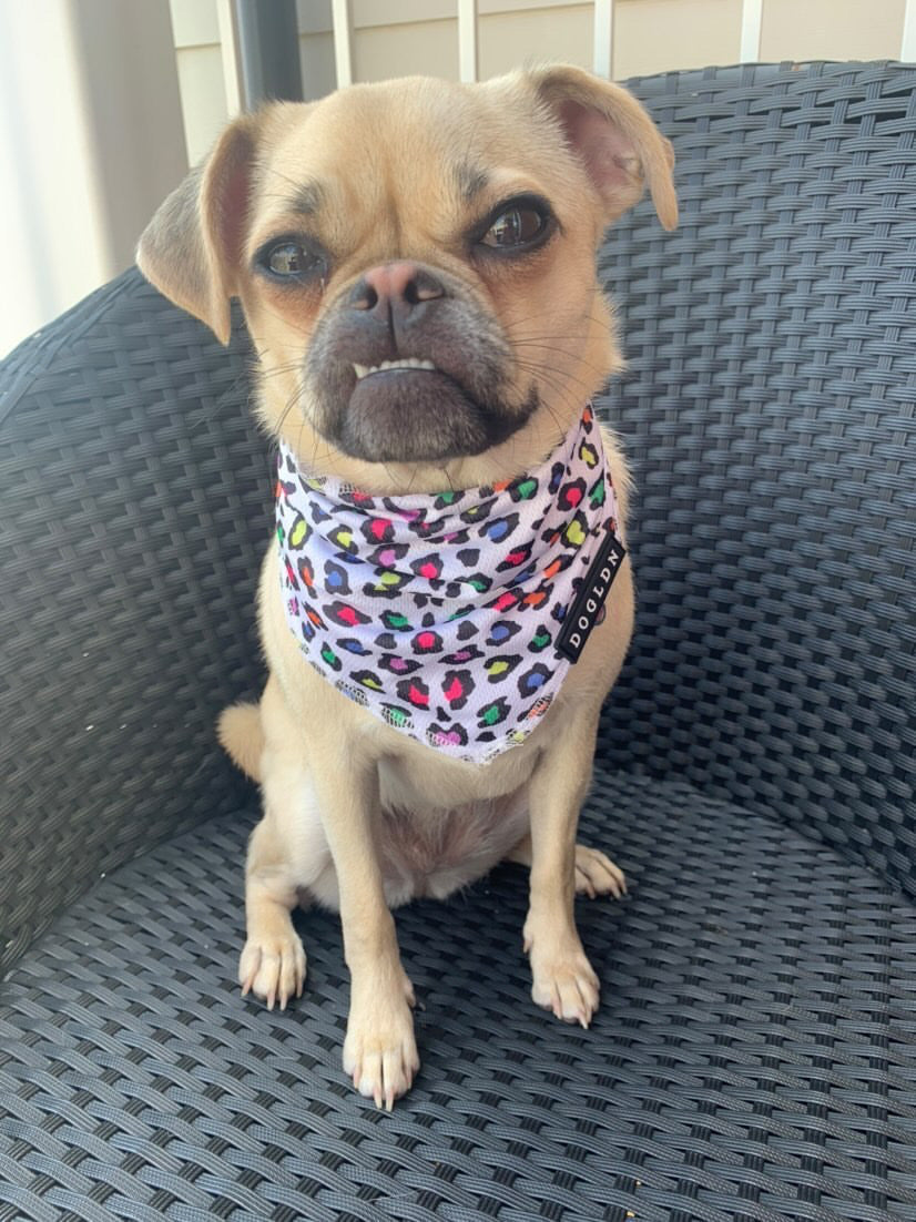 Cooling Bandana - Panthera Uncia