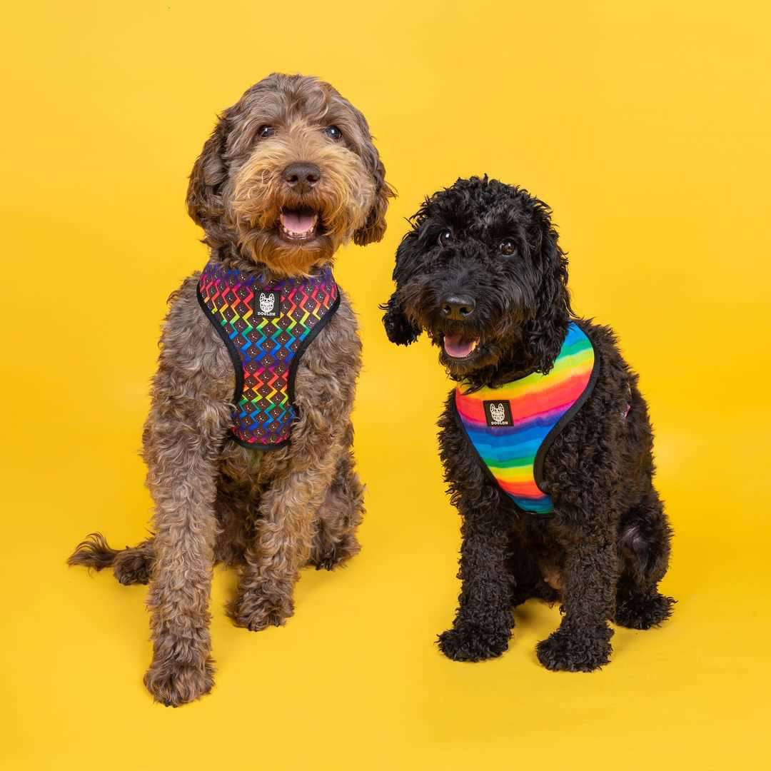 The OG Prism Reversible Dog Harness
