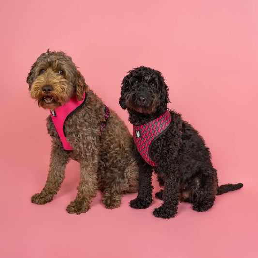 OG Bloom Reversible Dog Harness