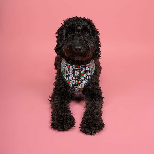 Festive AF Reversible Dog Harness