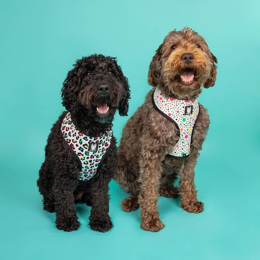 Panthera Uncia Reversible Dog Harness