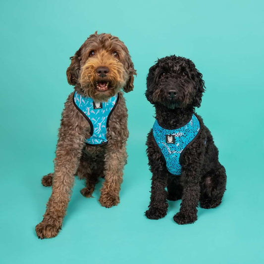 Liberty Reversible Dog Harness