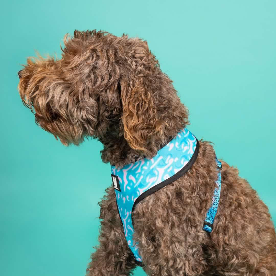 Liberty Reversible Dog Harness