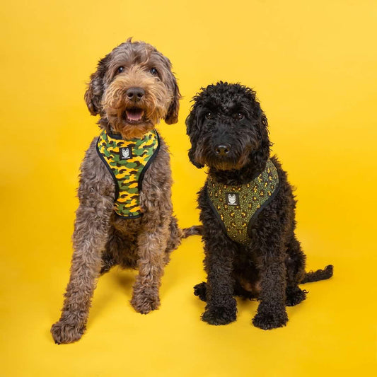 Eunectes Murinus Reversible Dog Harness