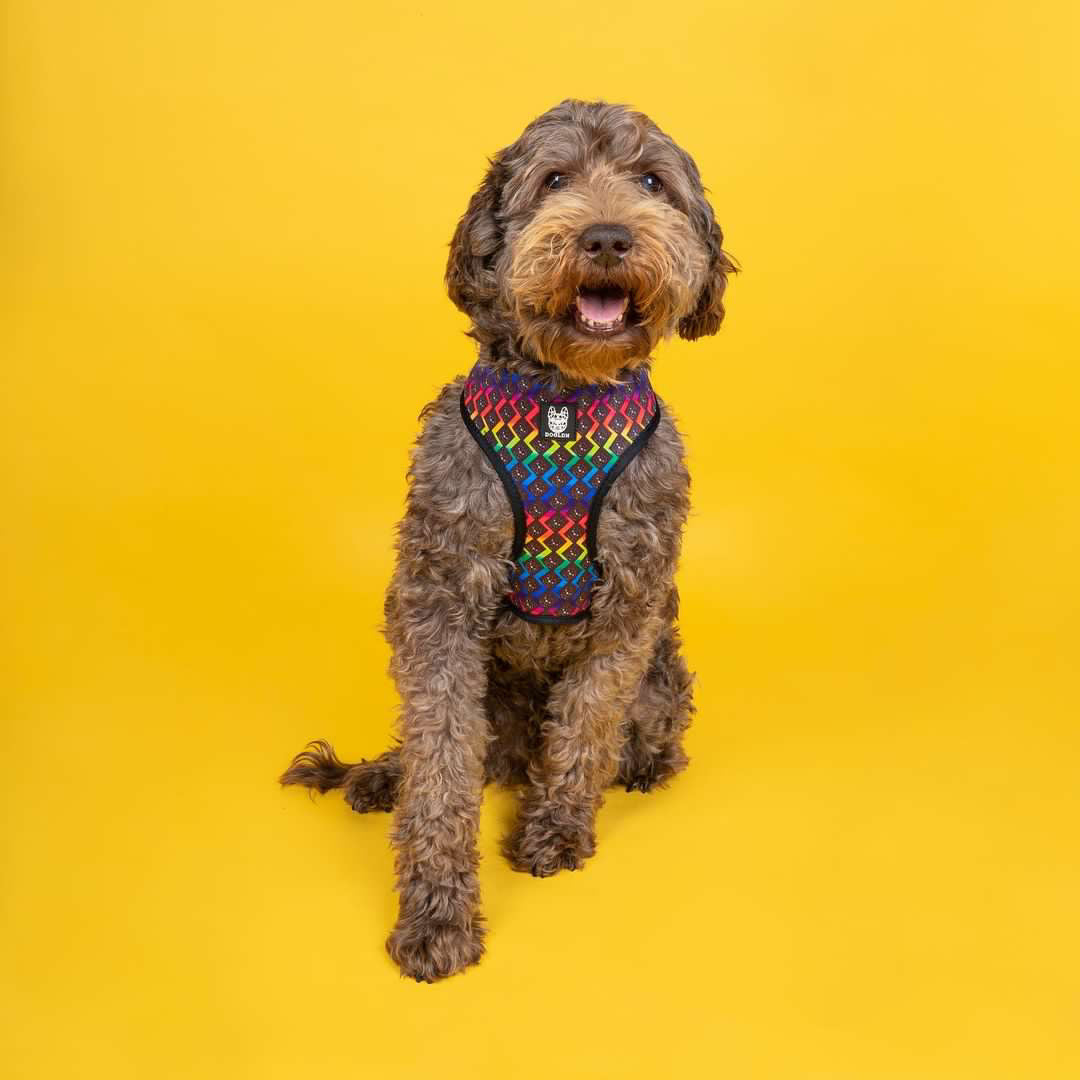 The OG Prism Reversible Dog Harness