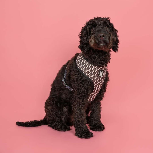 OG Adjustable Harness