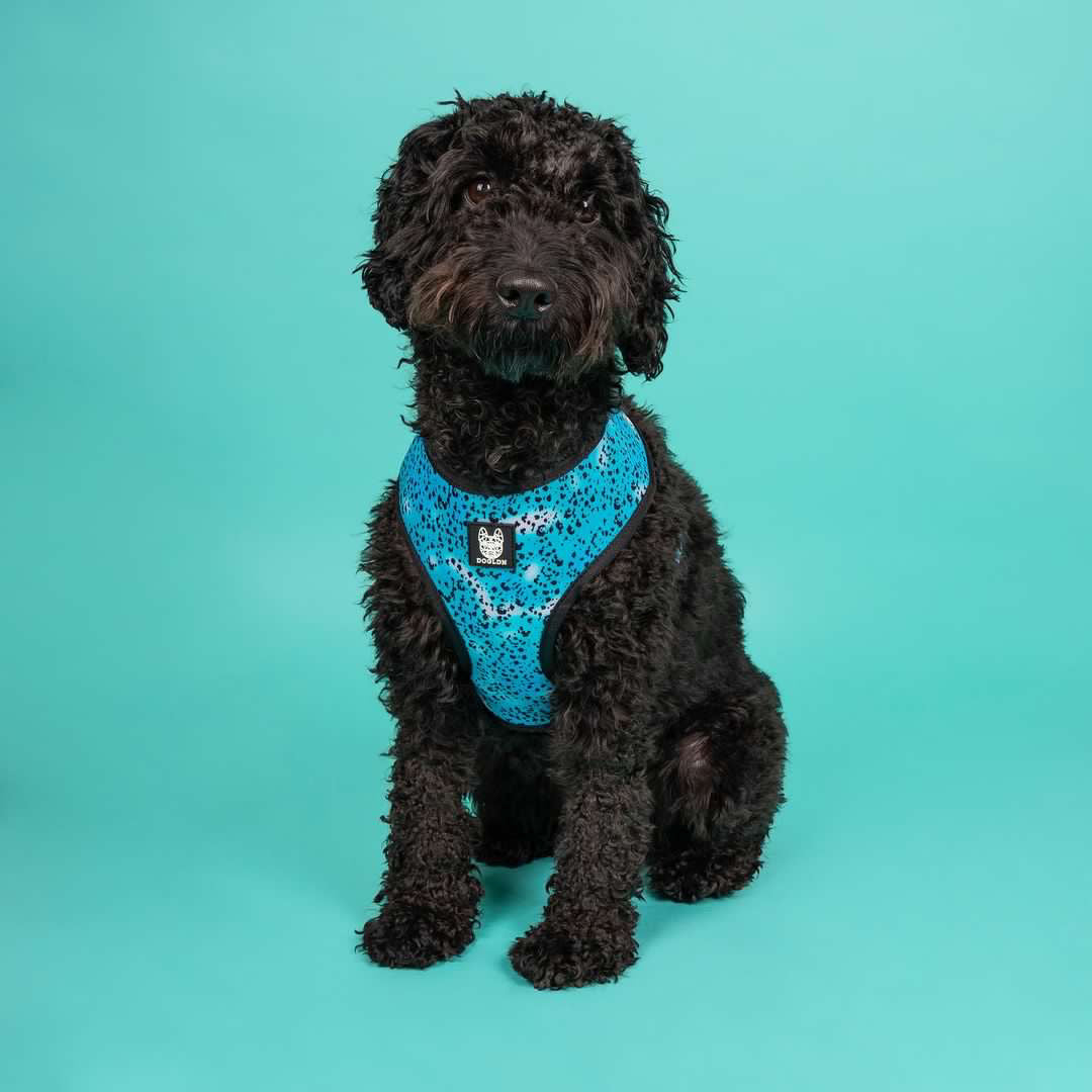 Liberty Reversible Dog Harness