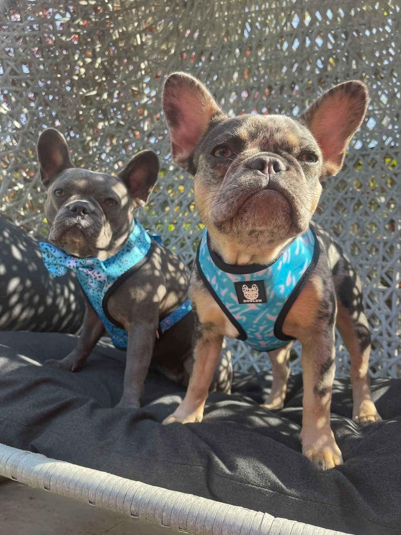Liberty Reversible Dog Harness