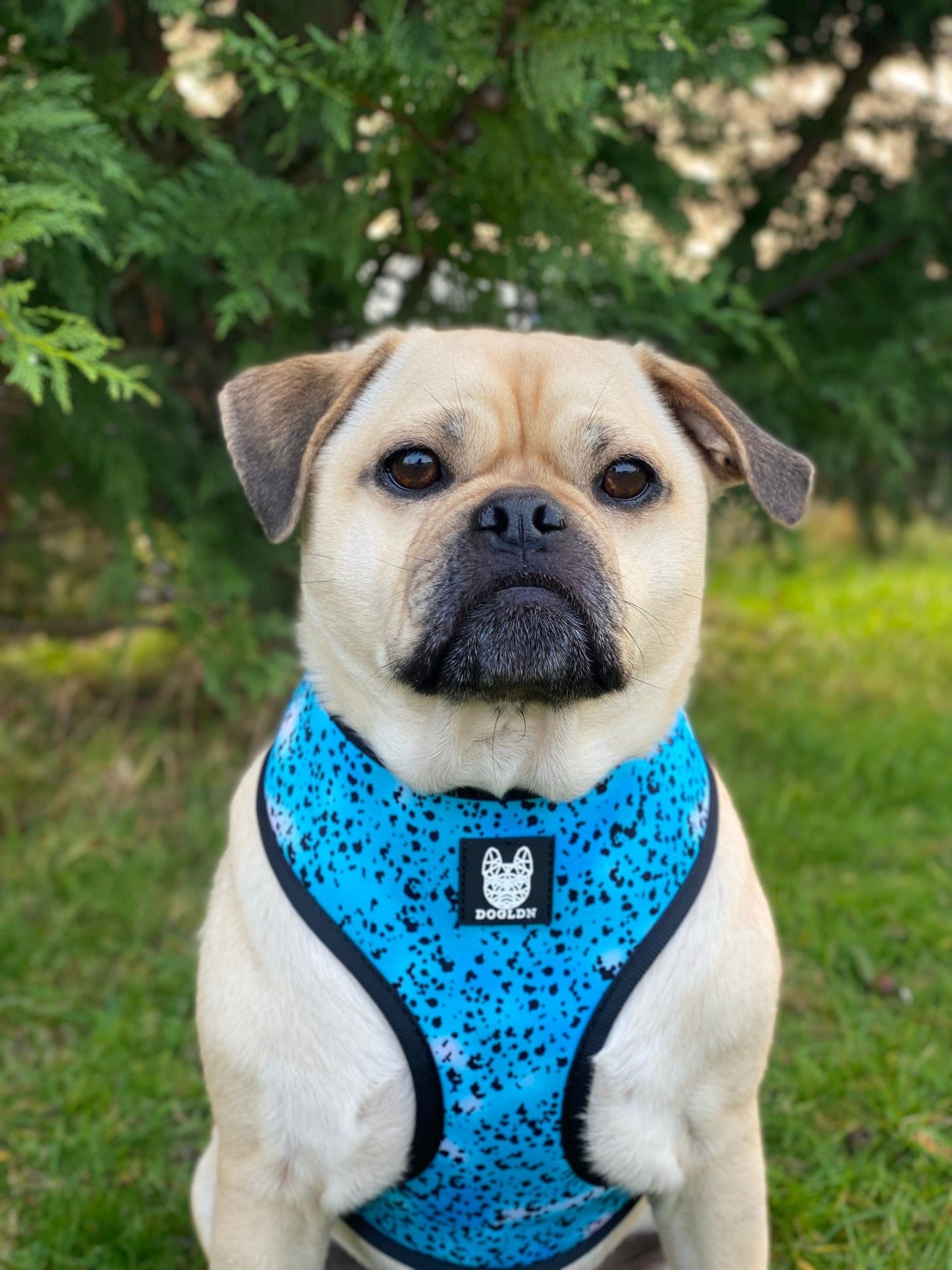 Liberty Reversible Dog Harness