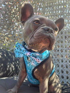 Liberty Collar & Bow