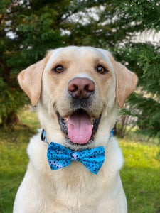 Liberty Collar & Bow