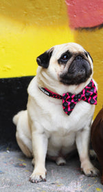 Load image into Gallery viewer, OG Bloom Collar &amp; Bow
