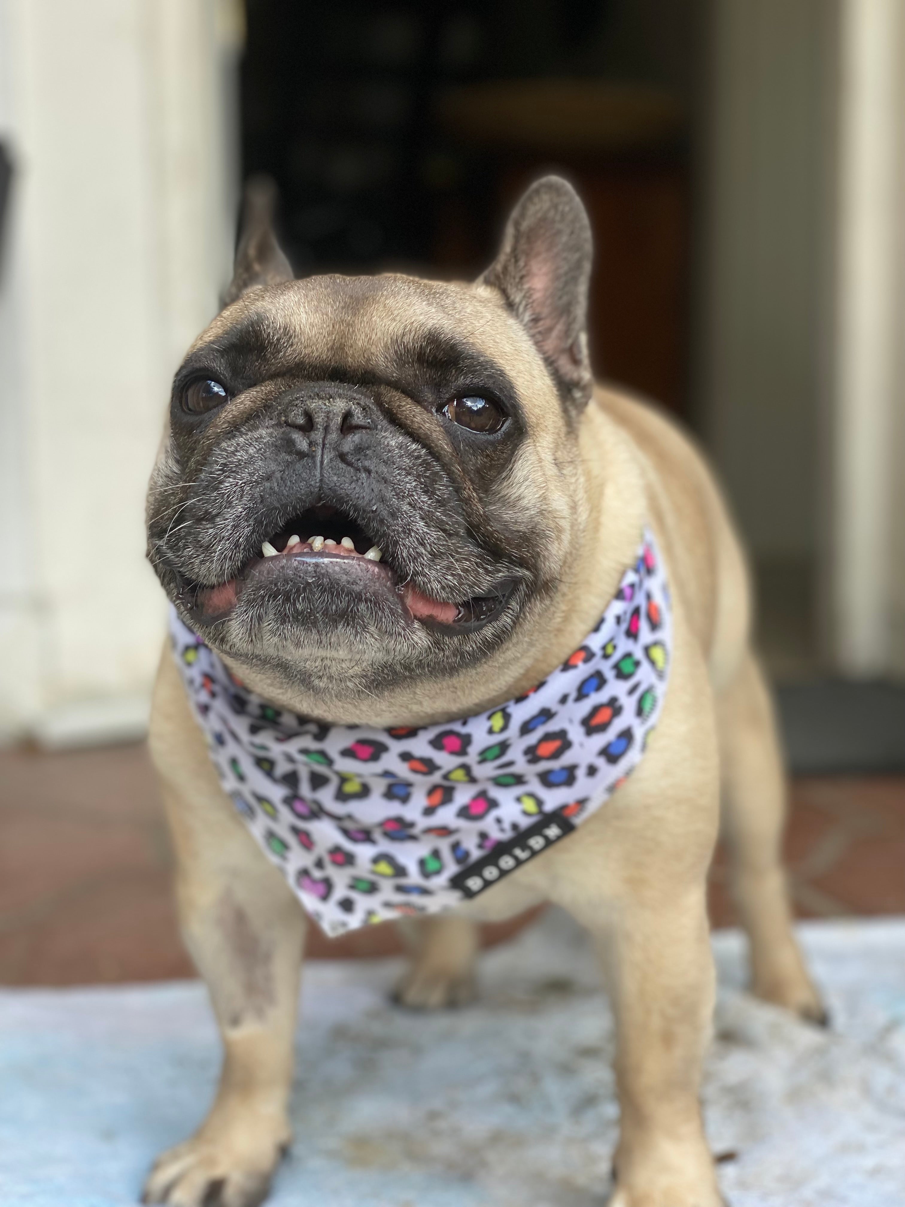 Cooling Bandana - Panthera Uncia