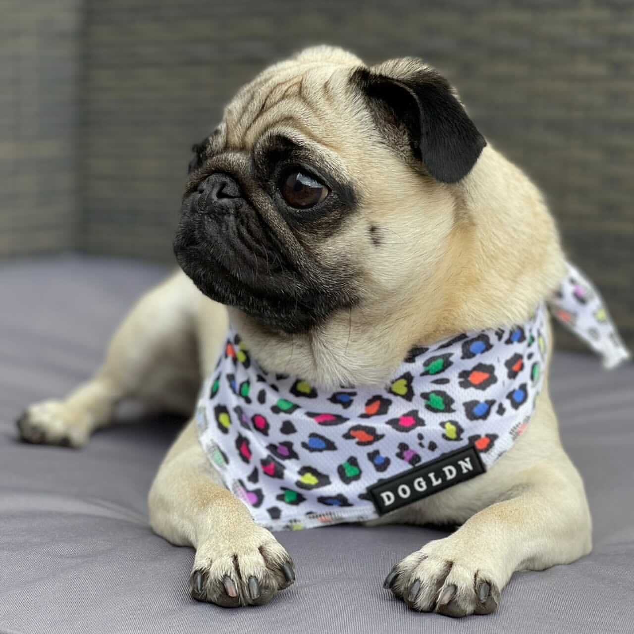 Cooling Bandana - Panthera Uncia