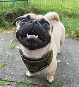 Cooling Bandana - Eunectes Murinus