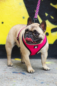 OG Bloom Reversible Dog Harness