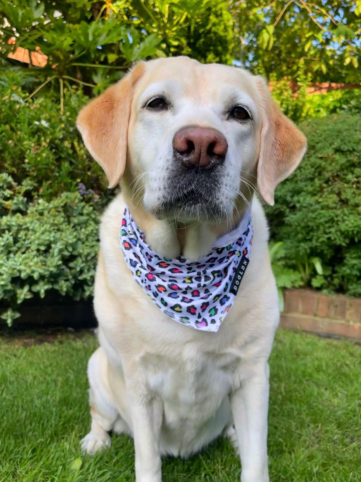 Cooling Bandana - Panthera Uncia