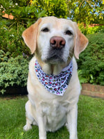 Load image into Gallery viewer, Cooling Bandana - Panthera Uncia
