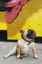 Load image into Gallery viewer, OG Collar &amp; Bow
