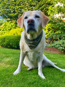 Cooling Bandana - Eunectes Murinus