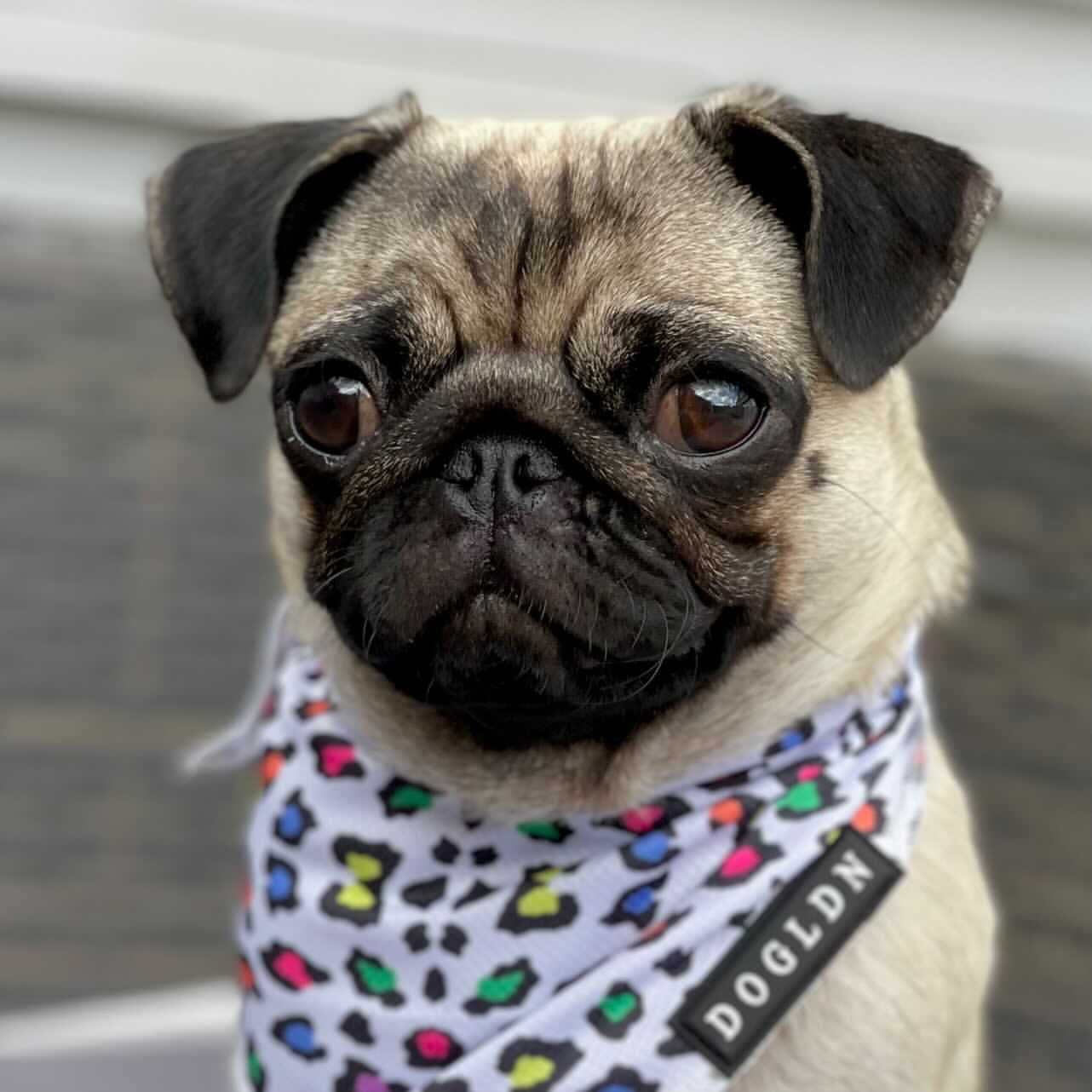 Cooling Bandana - Panthera Uncia